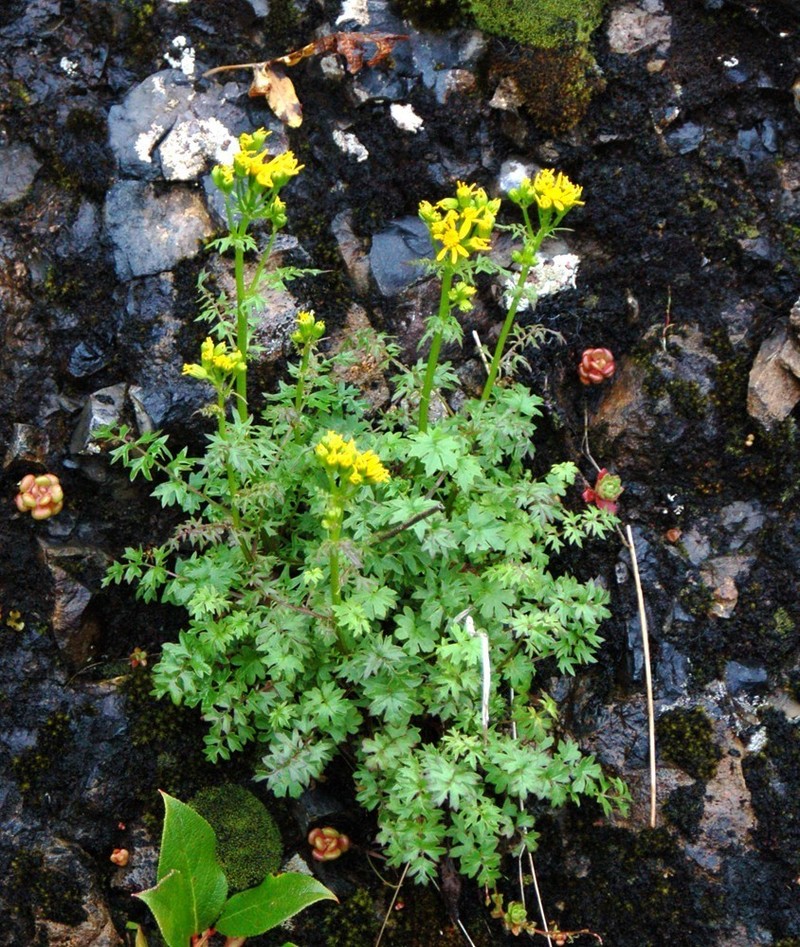 Flett's Ragwort photo 5