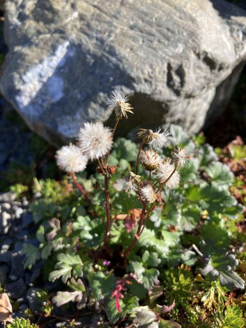 Flett's Ragwort photo 6