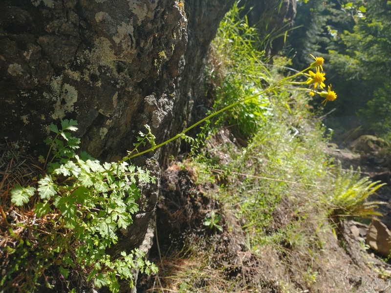 Flett's Ragwort photo 7