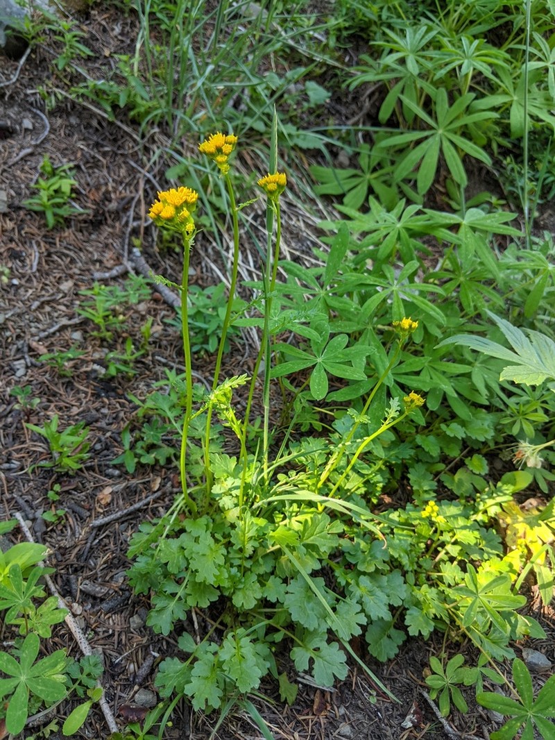 Flett's Ragwort photo 8