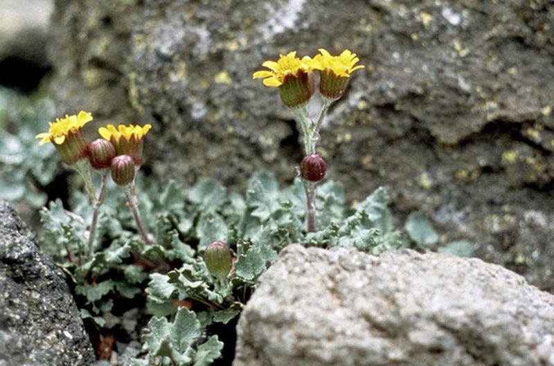 San Francisco Peaks Ragwort