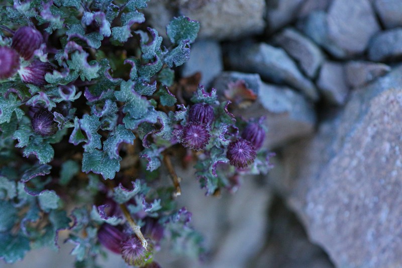 San Francisco Peaks Ragwort photo 2