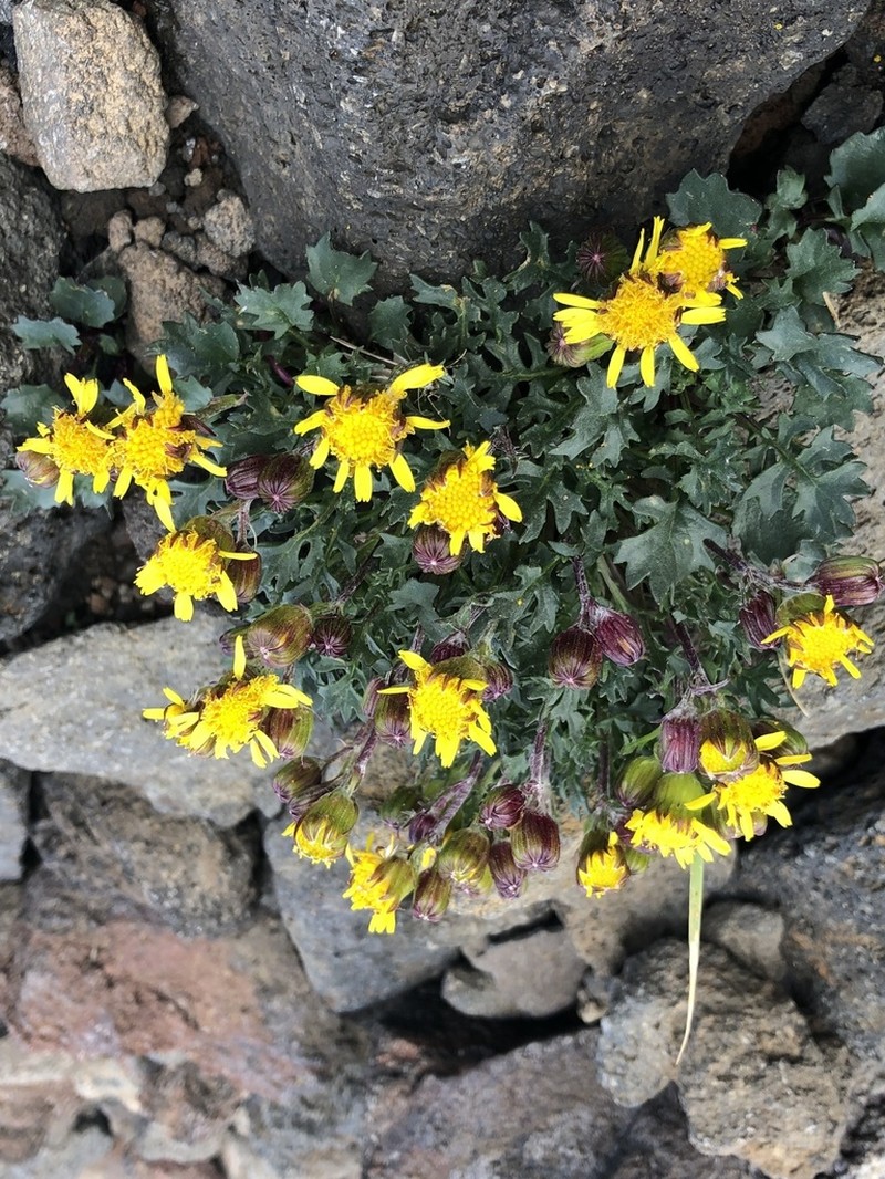 San Francisco Peaks Ragwort photo 3