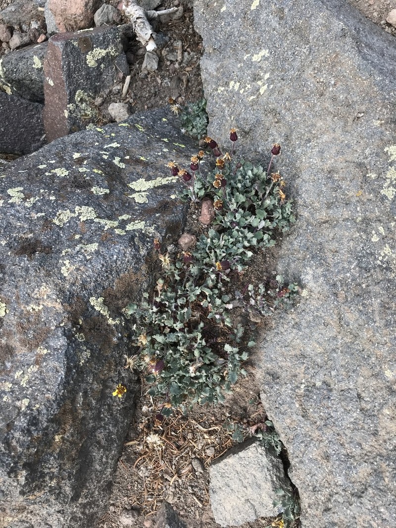 San Francisco Peaks Ragwort photo 4