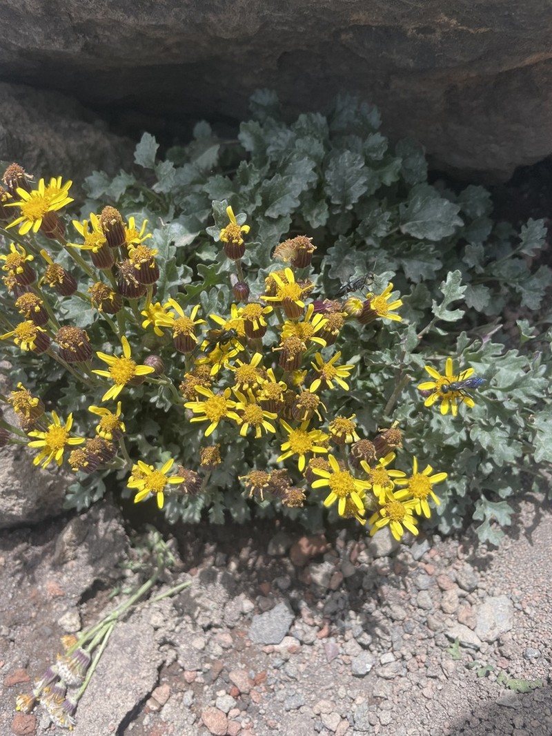 San Francisco Peaks Ragwort photo 5