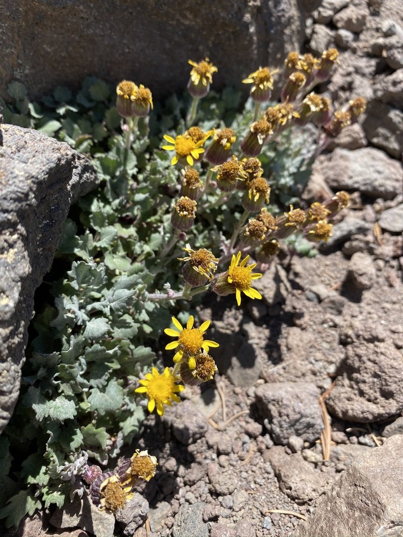 San Francisco Peaks Ragwort photo 6
