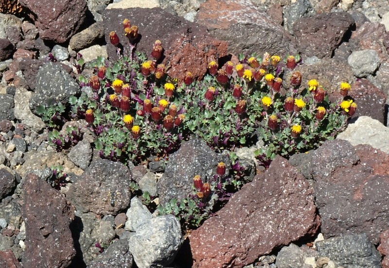 San Francisco Peaks Ragwort photo 7