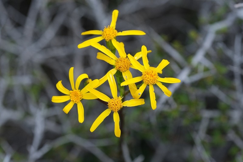 Gander's Ragwort