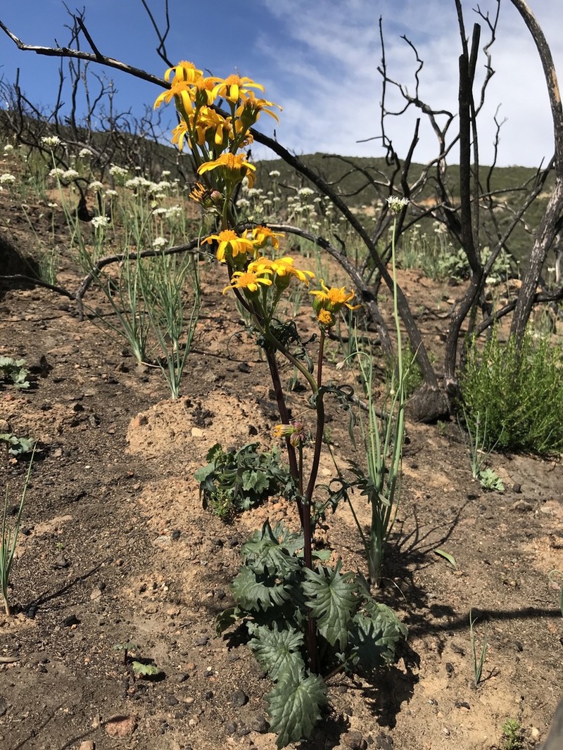 Gander's Ragwort photo 2