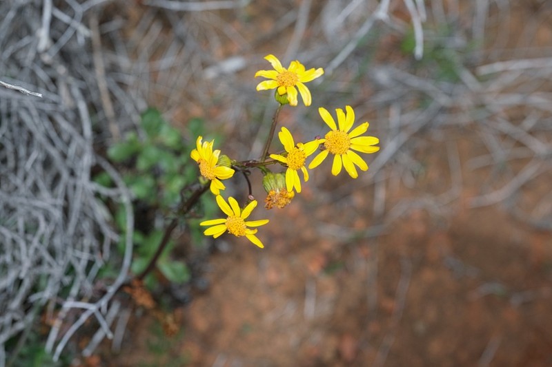 Gander's Ragwort photo 3