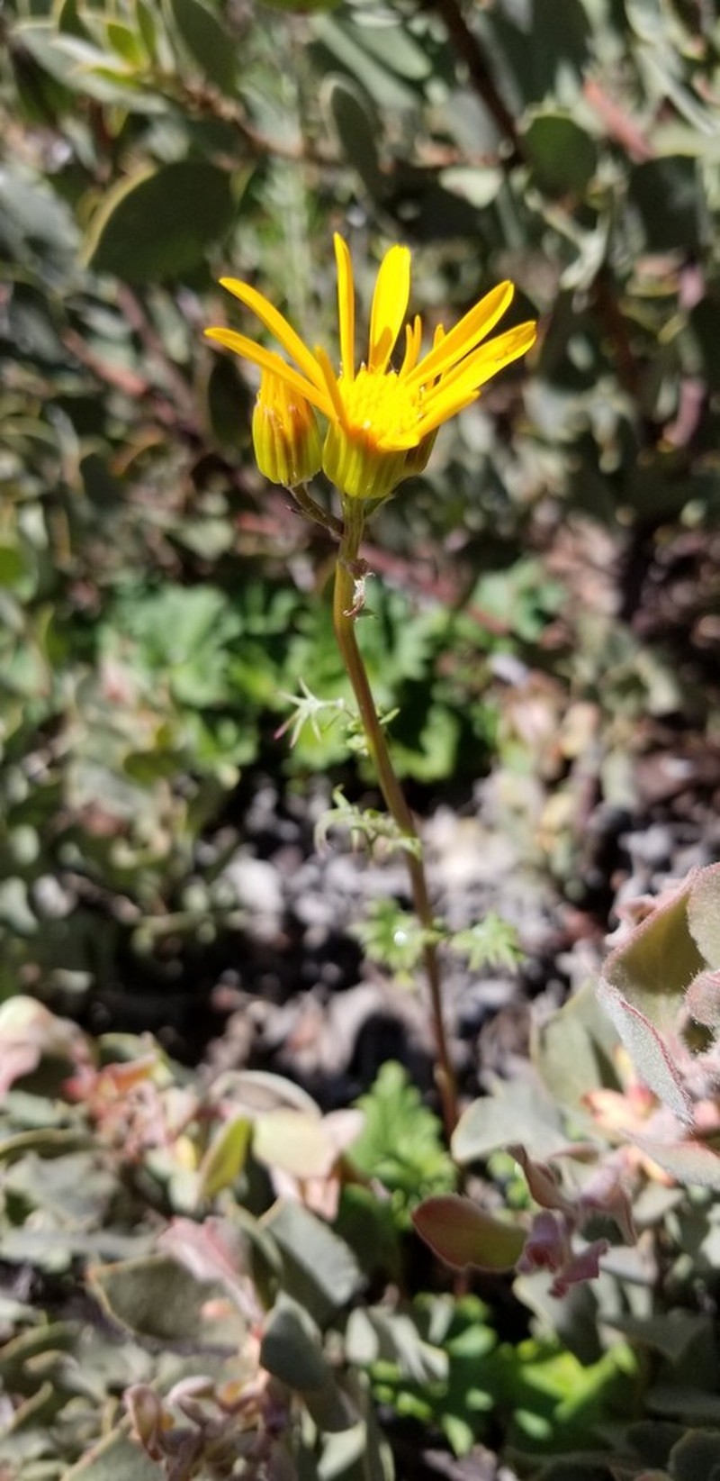 Gander's Ragwort photo 4