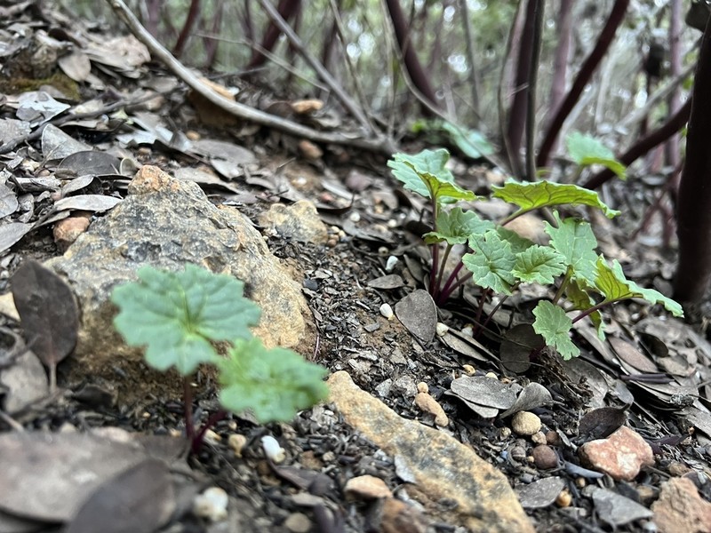 Gander's Ragwort photo 5