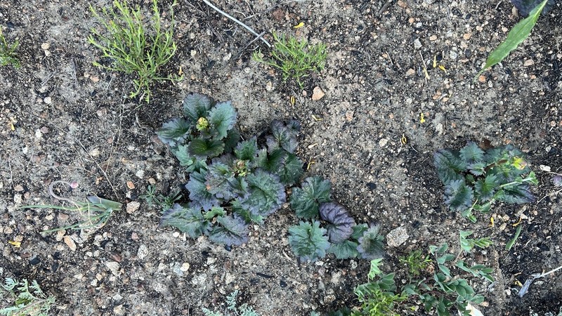 Gander's Ragwort photo 6