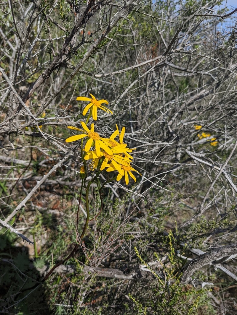 Gander's Ragwort photo 7