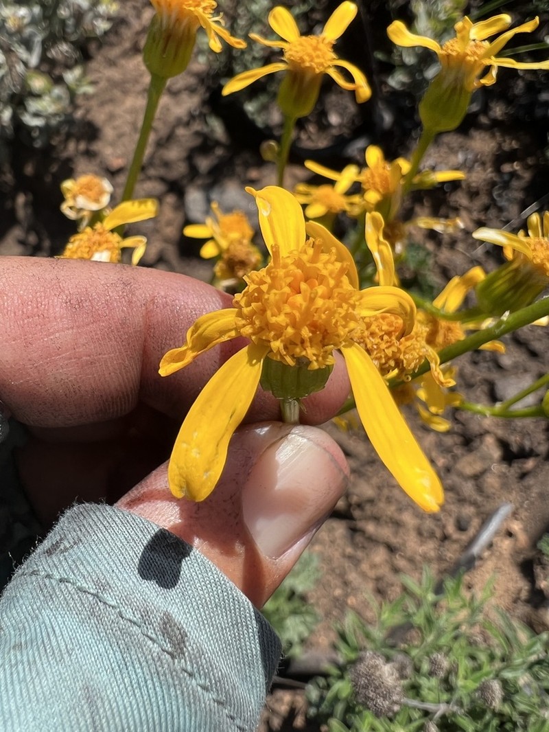 Gander's Ragwort photo 8