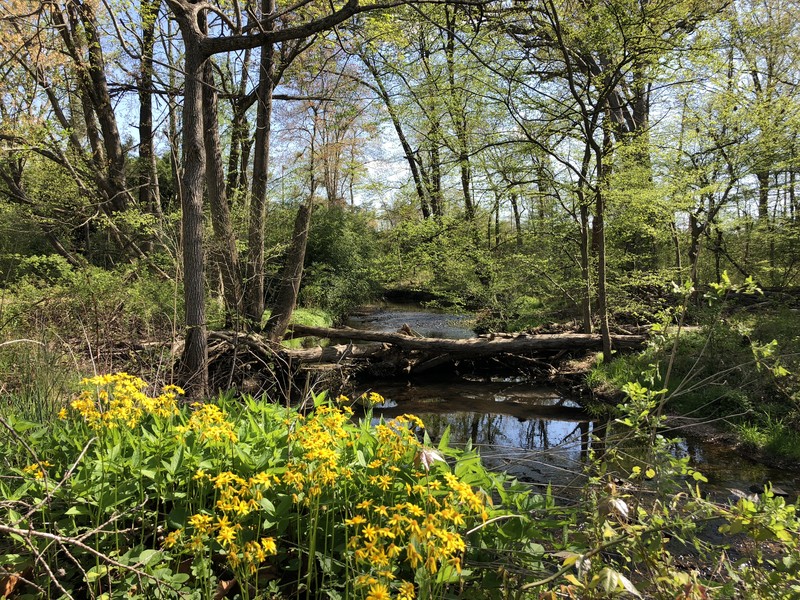 Butterweed photo 2