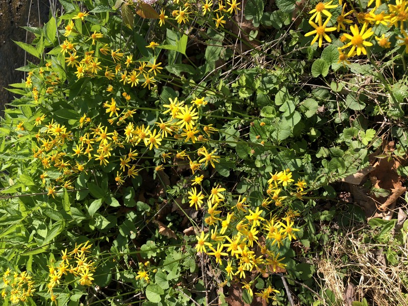 Butterweed photo 3