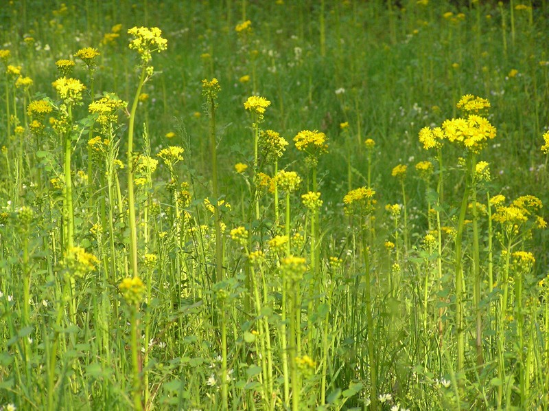 Butterweed photo 4