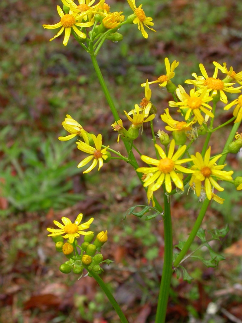 Butterweed photo 5