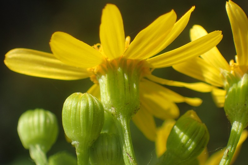 Butterweed photo 6