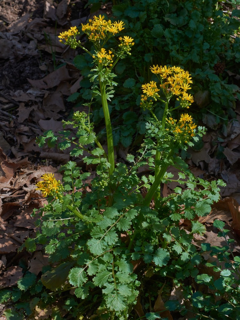 Butterweed