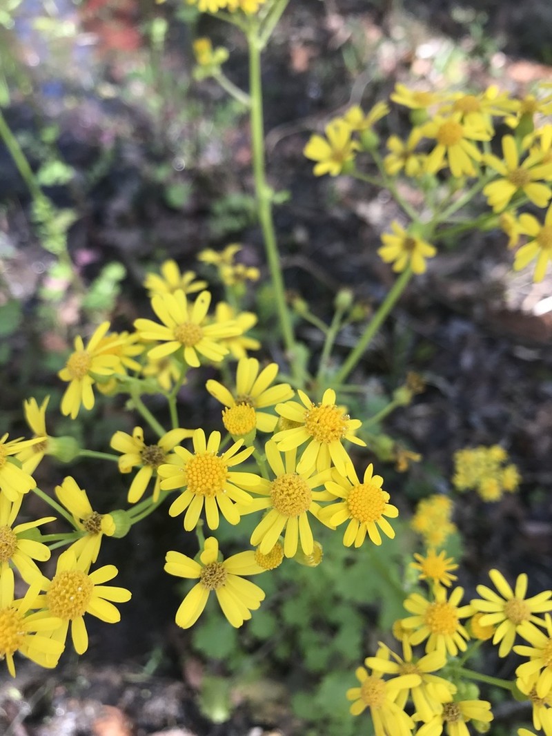 Butterweed photo 4