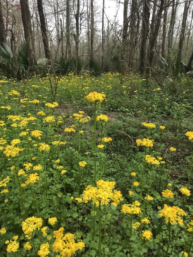 Butterweed photo 5