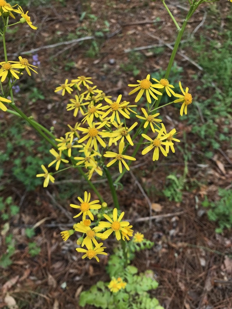 Butterweed photo 6