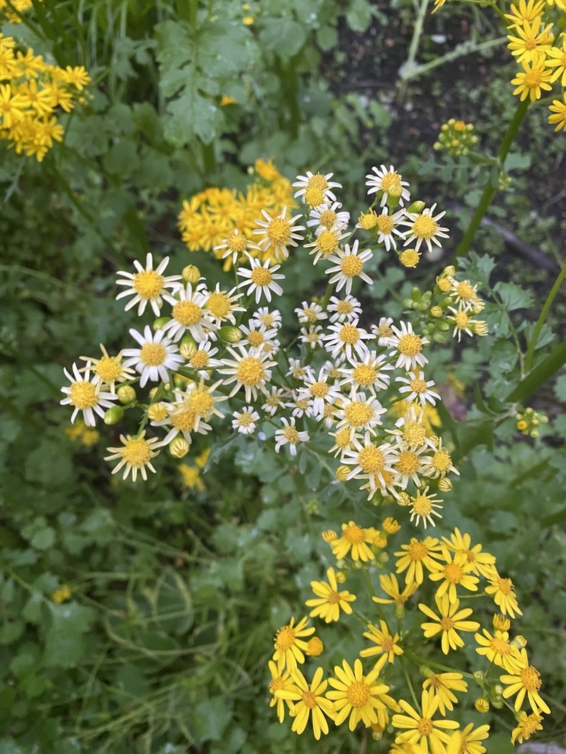 Butterweed photo 7
