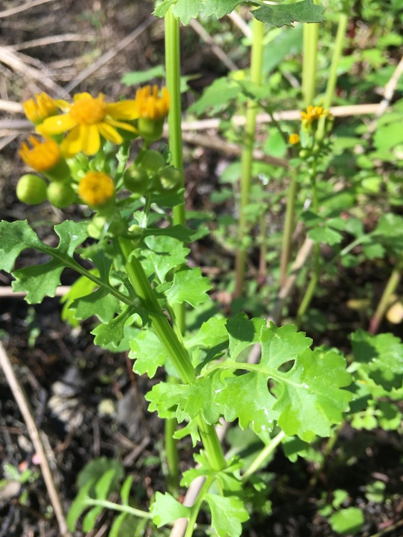 Butterweed photo 8