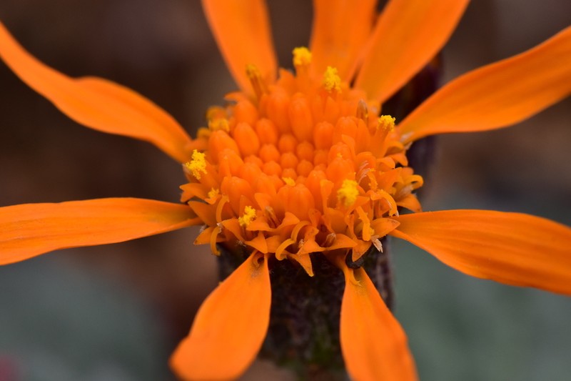 Flame Ragwort