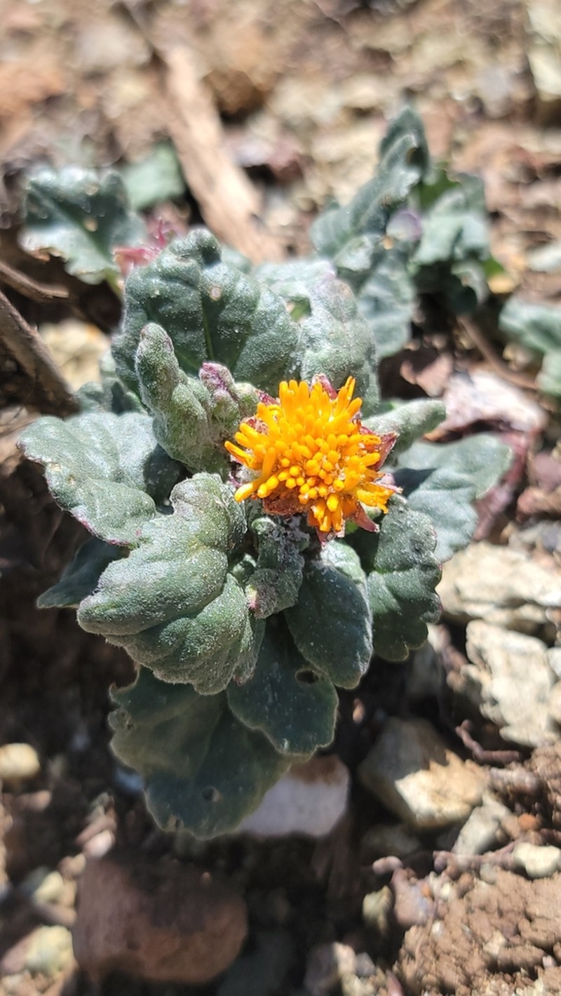 Flame Ragwort photo 3