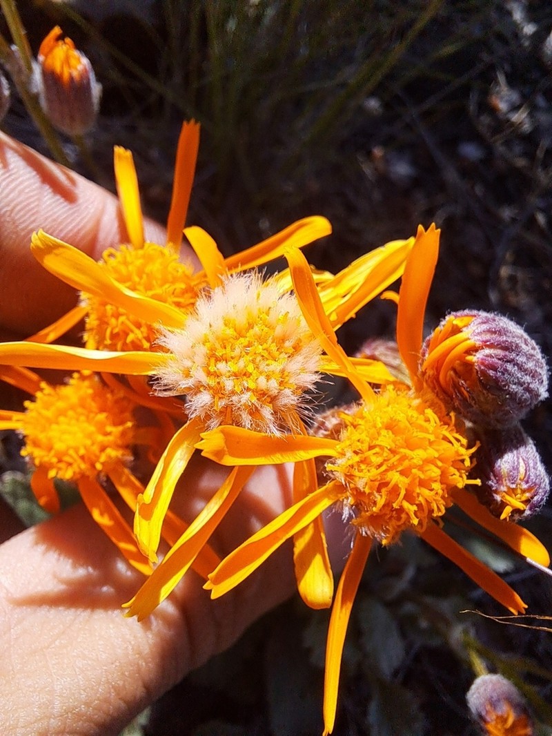 Flame Ragwort photo 4