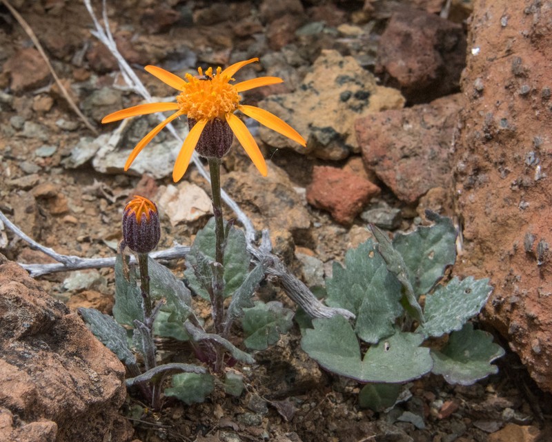 Flame Ragwort photo 5