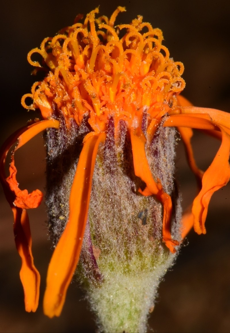 Flame Ragwort photo 6