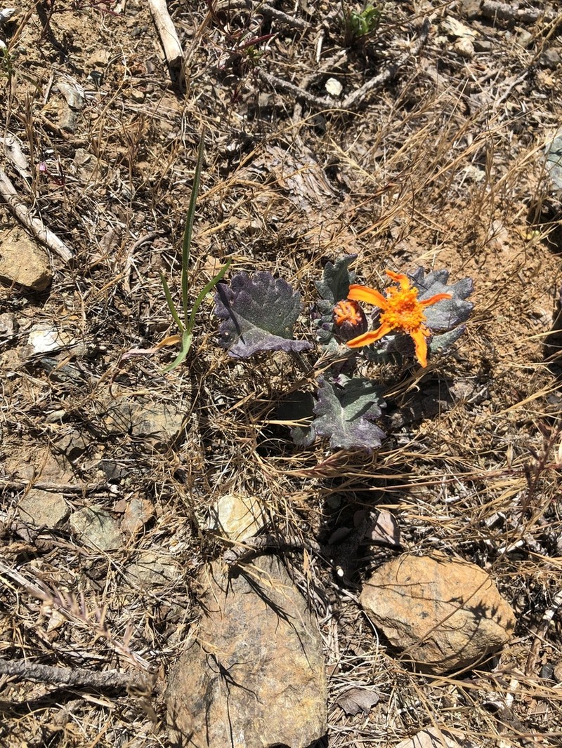 Flame Ragwort photo 7