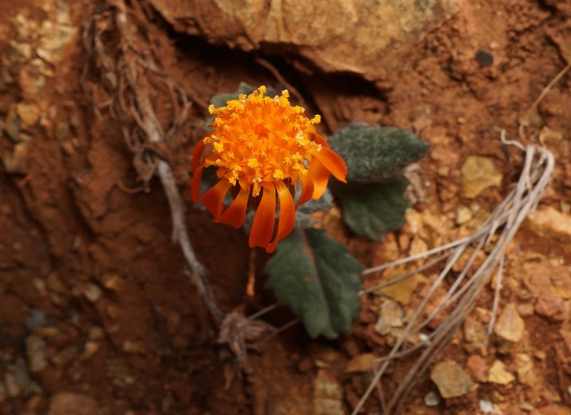 Flame Ragwort photo 8