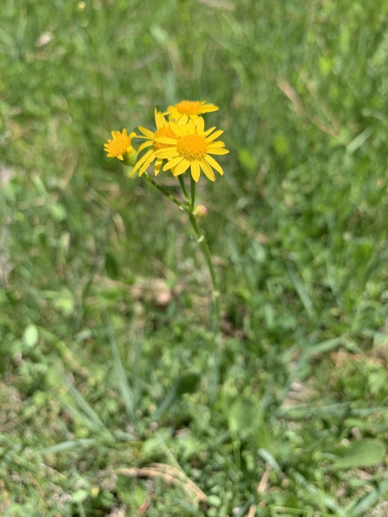 Hart's Ragwort