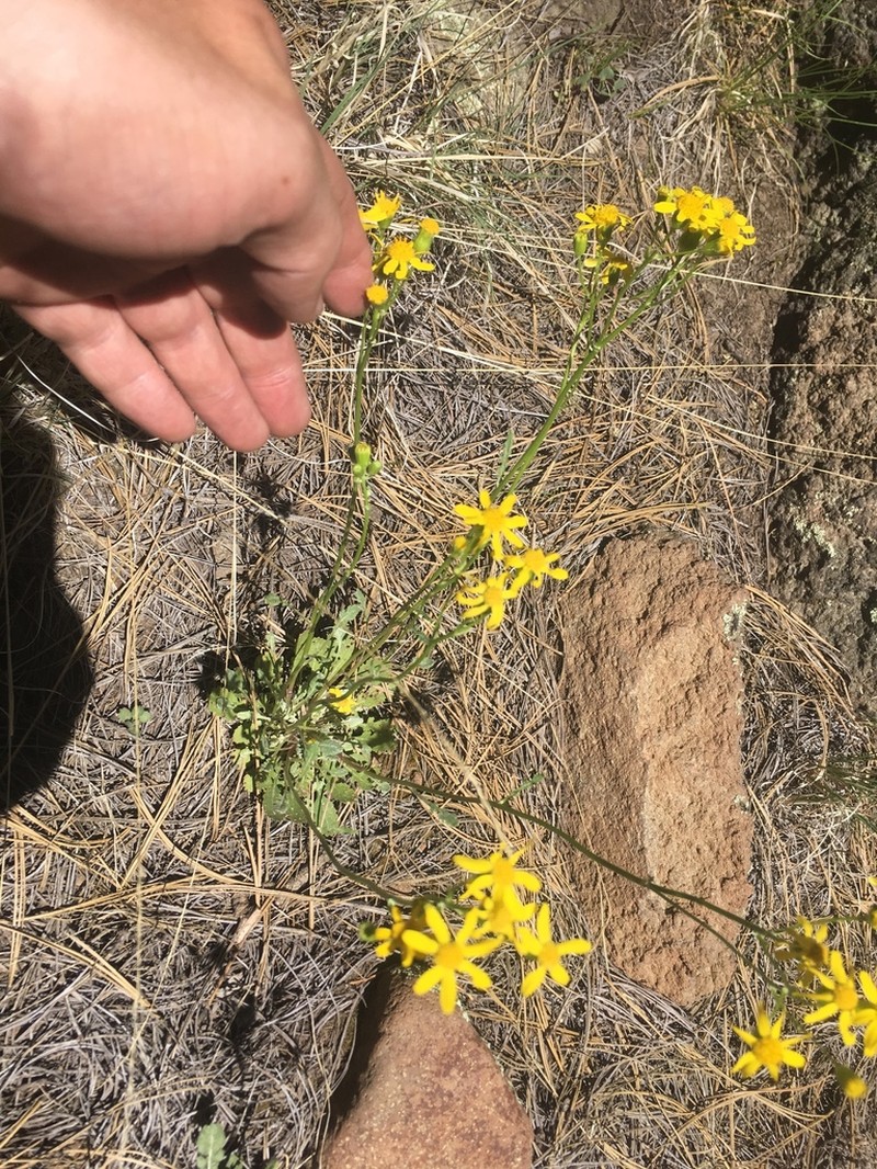 Hart's Ragwort photo 5