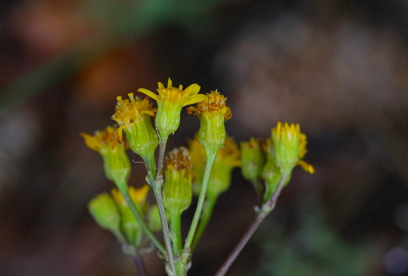 Mogollon Mountain Ragwort photo 3