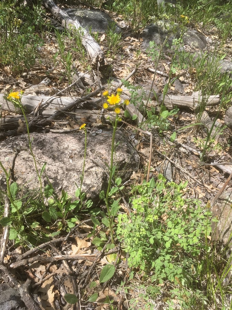 Mogollon Mountain Ragwort photo 4