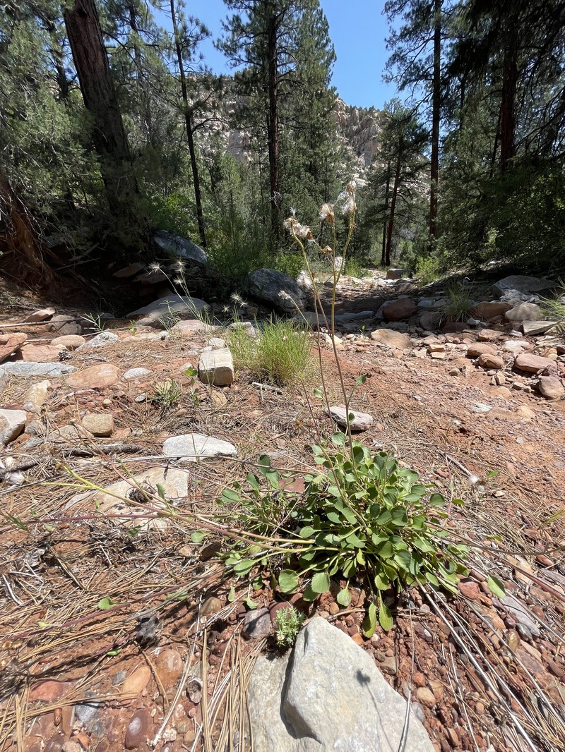 Mogollon Mountain Ragwort photo 6