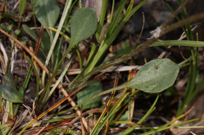 Western Ragwort photo 2