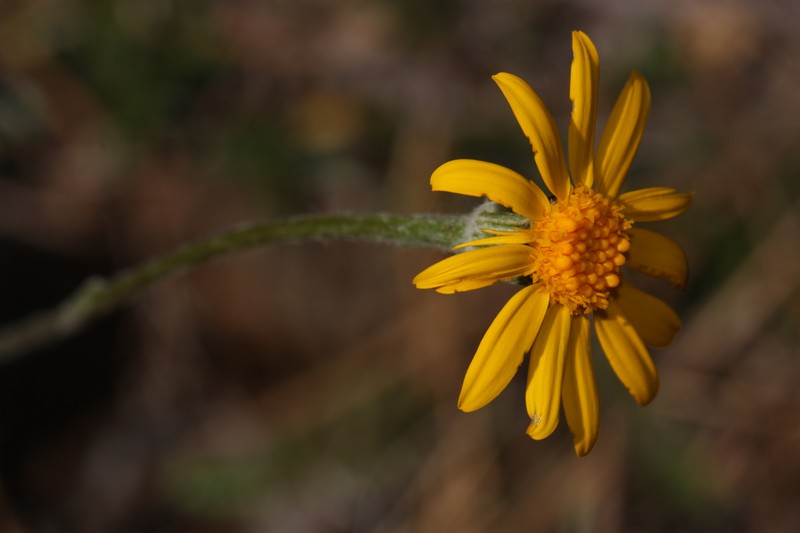 Western Ragwort photo 3
