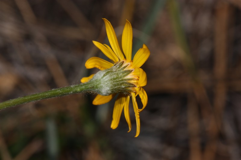 Western Ragwort photo 4
