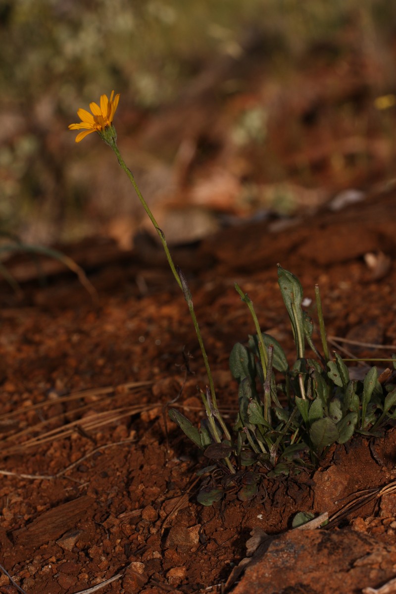 Western Ragwort photo 5