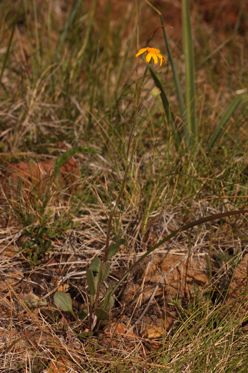 Western Ragwort photo 6
