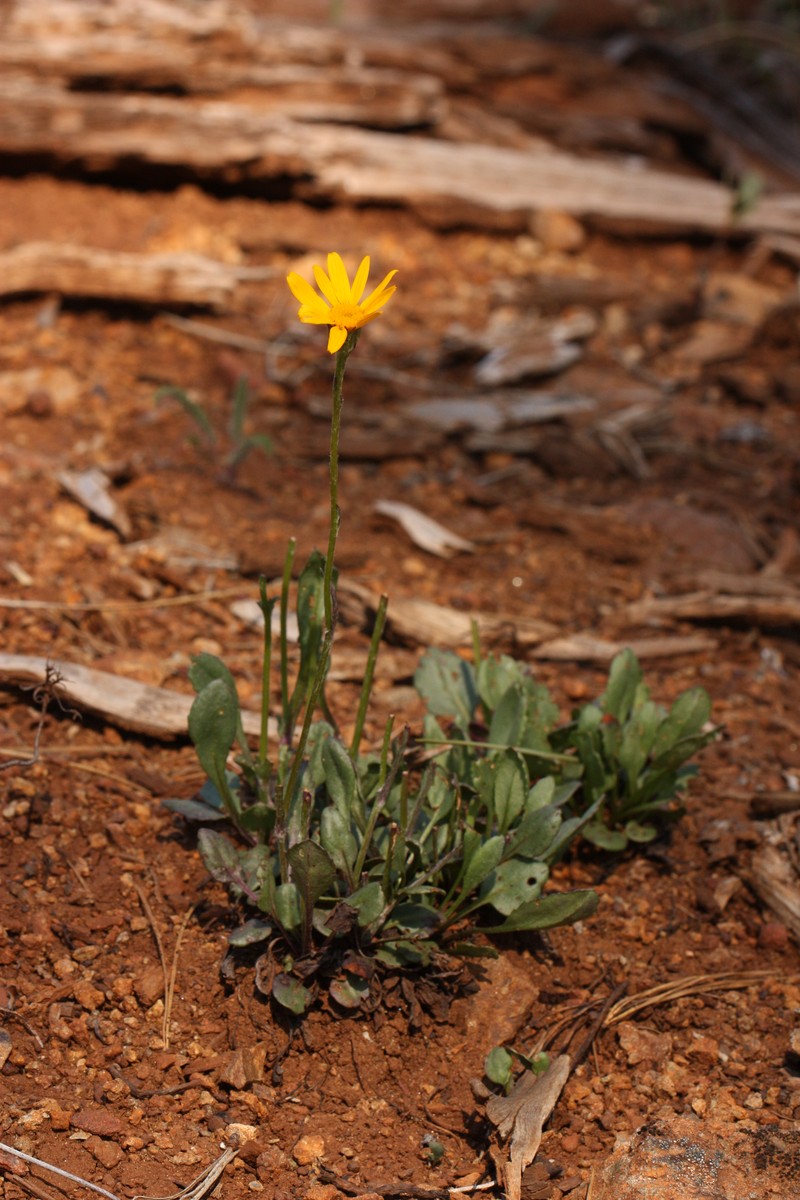 Western Ragwort