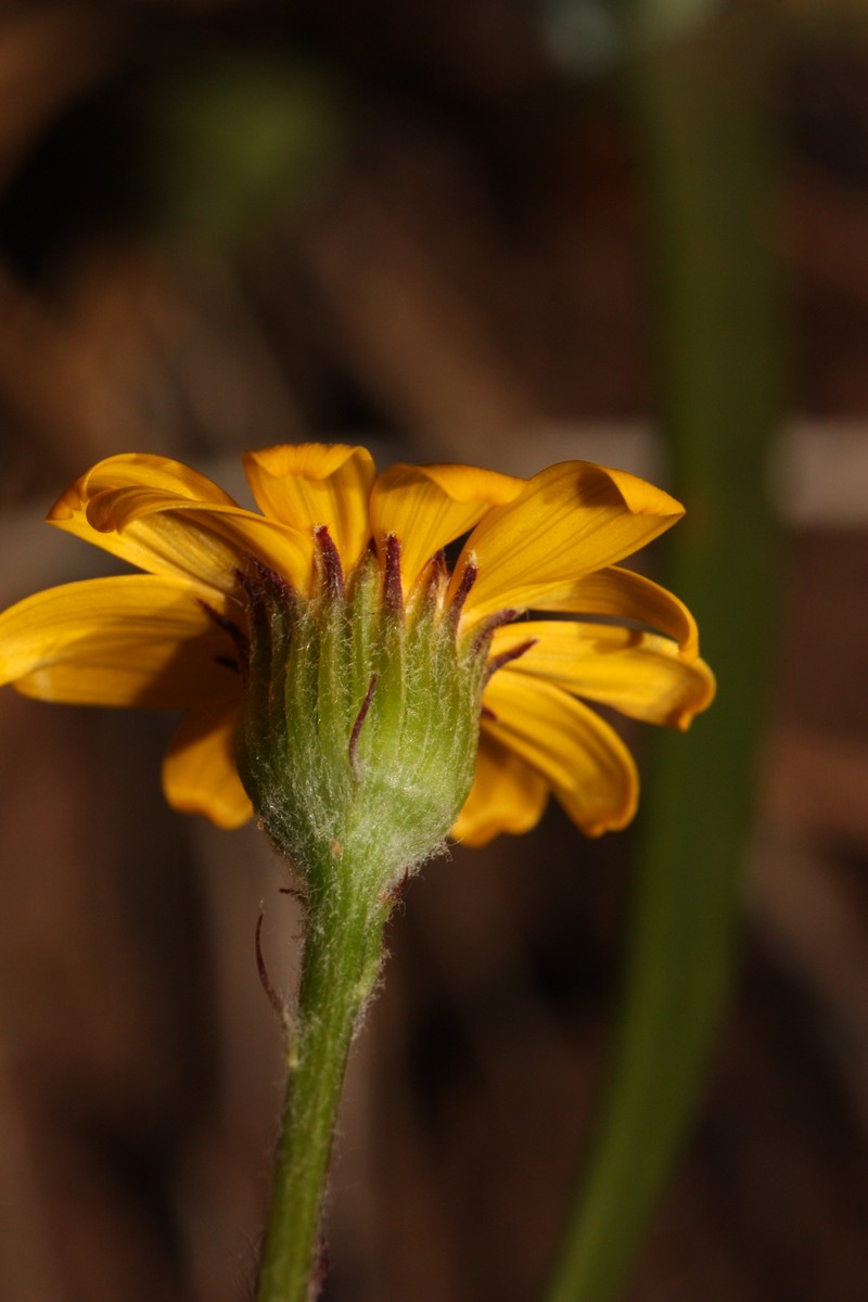 Western Ragwort photo 7