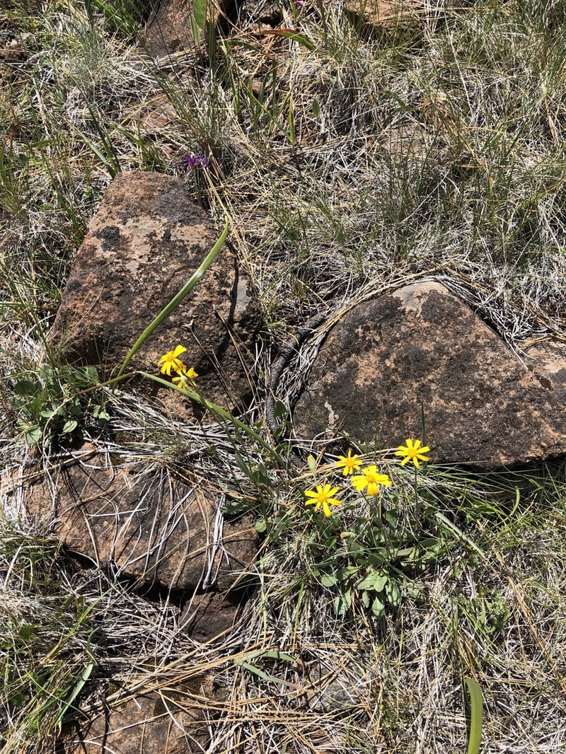 Western Ragwort photo 4